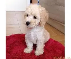 Ženka pudle na prodaju - 4