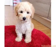 Ženka pudle na prodaju - 5