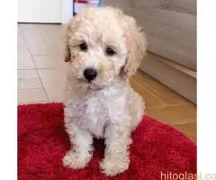 Ženka pudle na prodaju - 6