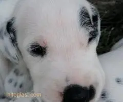 Dalmatinac, stenci - 2