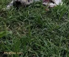 Dalmatinac, stenci - 3