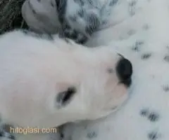 Dalmatinac, stenci - 4