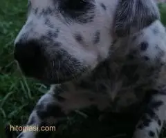 Dalmatinac, stenci - 5