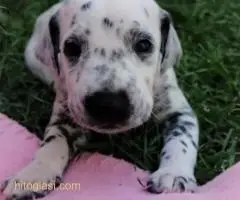 Dalmatinac, stenci - 6