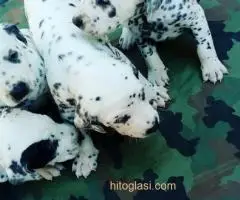 Dalmatinac, stenci - 7