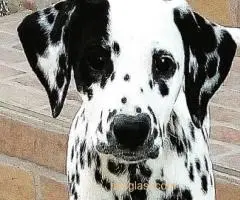 Dalmatinac, stenci - 8