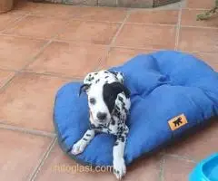 Dalmatinac, stenci - 9