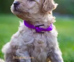 ŠTENCI APRICOT PUDLE - 2