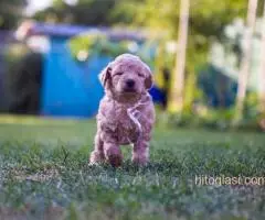 ŠTENCI APRICOT PUDLE - 3