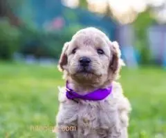 ŠTENCI APRICOT PUDLE - 4