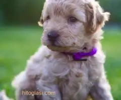 ŠTENCI APRICOT PUDLE - 5