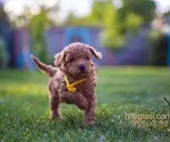 ŠTENCI APRICOT PUDLE - 6