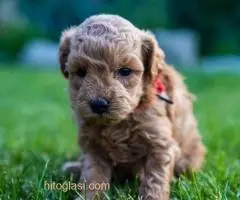 ŠTENCI APRICOT PUDLE - 7