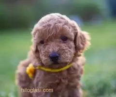 ŠTENCI APRICOT PUDLE - 8