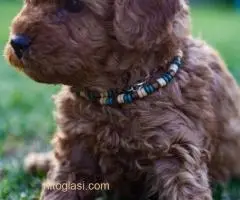 ŠTENCI APRICOT PUDLE - 9