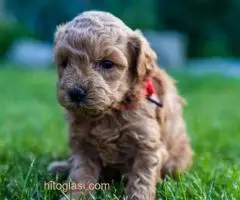 ŠTENCI APRICOT PUDLE - 10