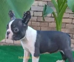Boston terrier - 2