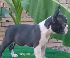 Boston terrier - 3
