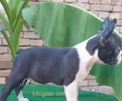 Boston terrier - 4