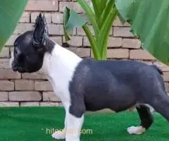 Boston terrier - 5