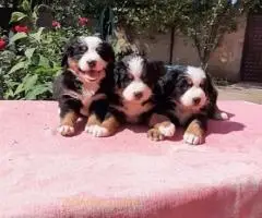 Štenci Bernskog planinskog psa - 2