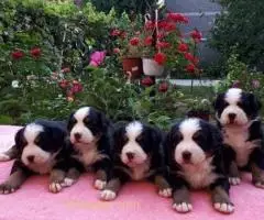 Štenci Bernskog planinskog psa - 3