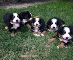 Štenci Bernskog planinskog psa - 4