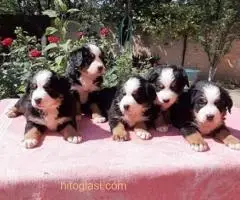 Štenci Bernskog planinskog psa - 5