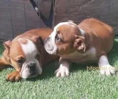 Engleski buldog, štenci na prodaju - 2