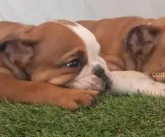 Engleski buldog, štenci na prodaju - 3