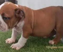 Engleski buldog, štenci na prodaju - 4