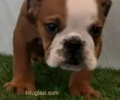 Engleski buldog, štenci na prodaju - 5