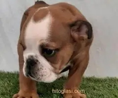 Engleski buldog, štenci na prodaju - 6