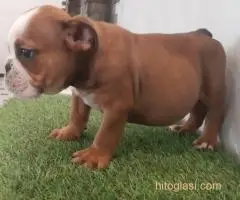 Engleski buldog, štenci na prodaju - 7