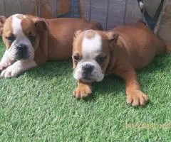 Engleski buldog, štenci na prodaju - 8