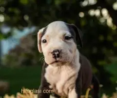 Štenci Američkog staforda - 2