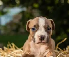 Štenci Američkog staforda - 3