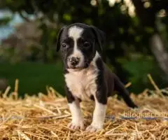 Štenci Američkog staforda - 4