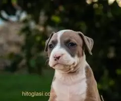 Štenci Američkog staforda - 5