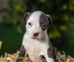 Štenci Američkog staforda - 6