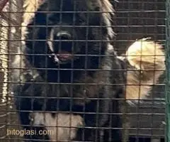 Kavkaski ovčar,dve ženke 5 meseci - 2