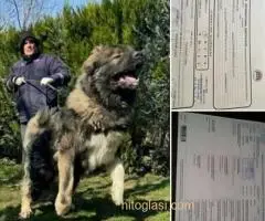 Kavkaski ovčar,dve ženke 5 meseci - 3