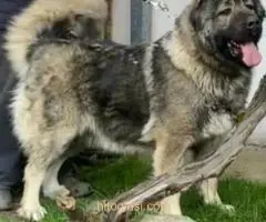 Kavkaski ovčar,dve ženke 5 meseci - 4