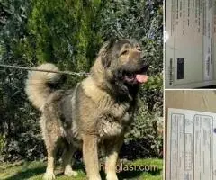 Kavkaski ovčar,dve ženke 5 meseci - 5