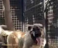 Kavkaski ovčar,dve ženke 5 meseci - 6