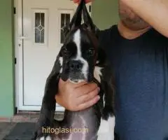 Nemački boxer, žensko štene - 2