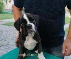 Nemački boxer, žensko štene - 3