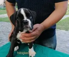 Nemački boxer, žensko štene - 4