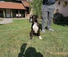 Nemački boxer, žensko štene - 5