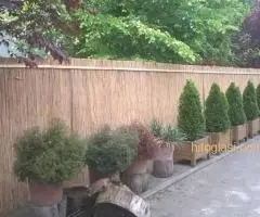 Trska za ograde,dvorišta,letnjikovce,bašte - 2